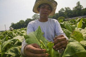 Farm Workers Trim Tobacco Plants